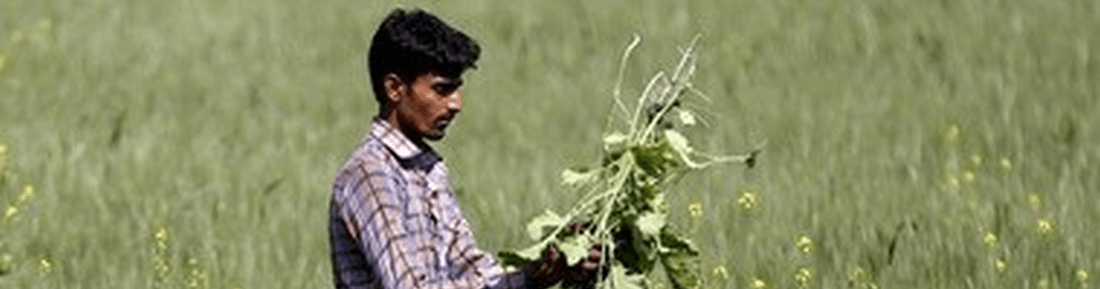 Weeds in India